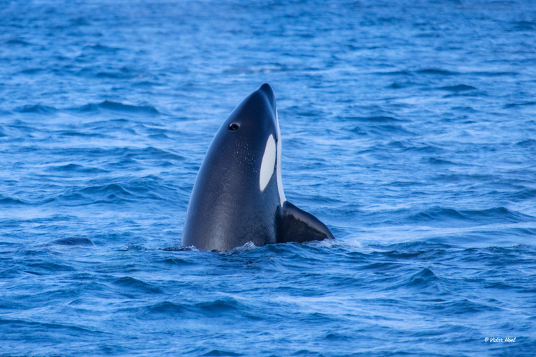 Alta: Altafjord Whale Watching in a Heated Boat