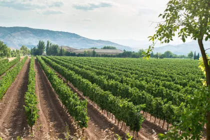 Feiern Sie Amarone: Italiens feinster Wein