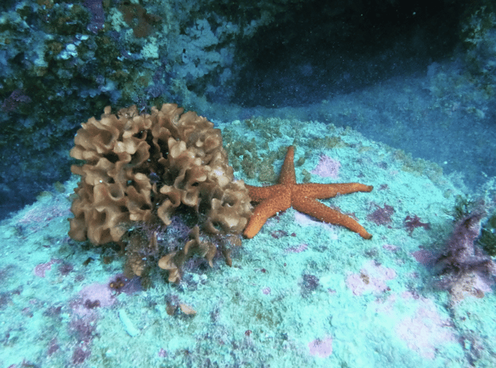 Vivez l'expérience de la plongée au Maroc Fun Dives - plongee