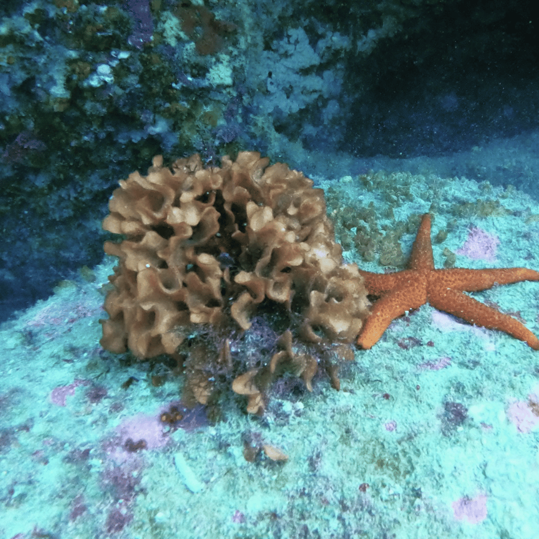 Vivez l'expérience de la plongée au Maroc Fun Dives