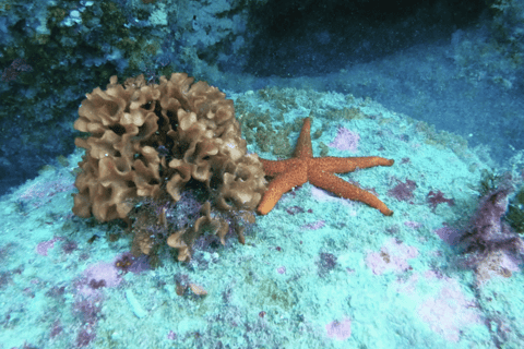 Erlebe den Nervenkitzel des Tauchens in Marokko Fun Dives