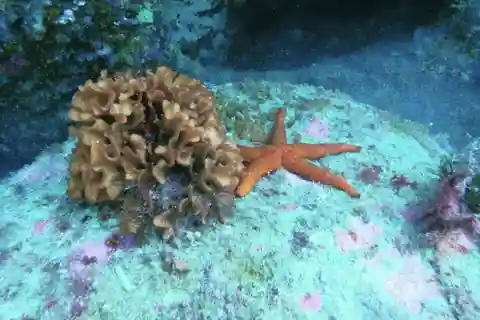 Vive la emoción del buceo en Marruecos Fun Dives