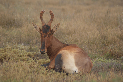 Addo Elephant National Park: Half-Day Safari with Guide
