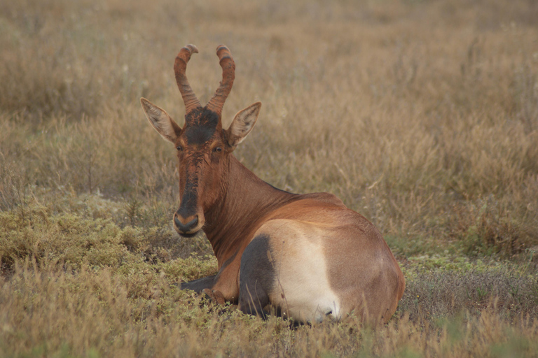 Addo Elephant National Park: Half-Day Safari with Guide