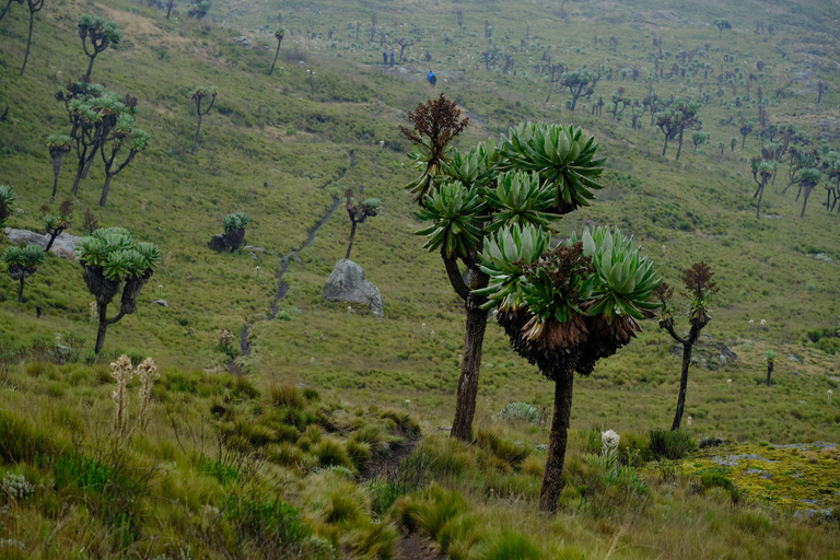 Aberdare National Park: Mount Satima Overnight Hike