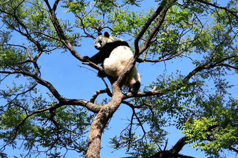 Beijing Zoo Panda House Ticket with Transfer Options Zoo and Panda house Ticket + Round-Trip Transfer