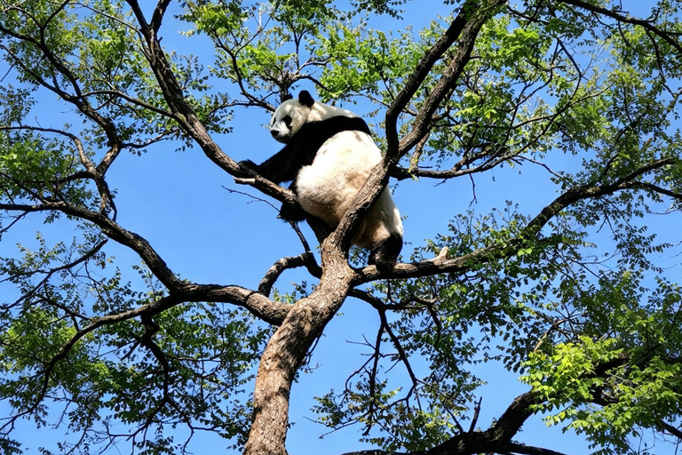 Beijing Zoo Panda House Ticket with Transfer Options Zoo and Panda house Ticket + Round-Trip Transfer