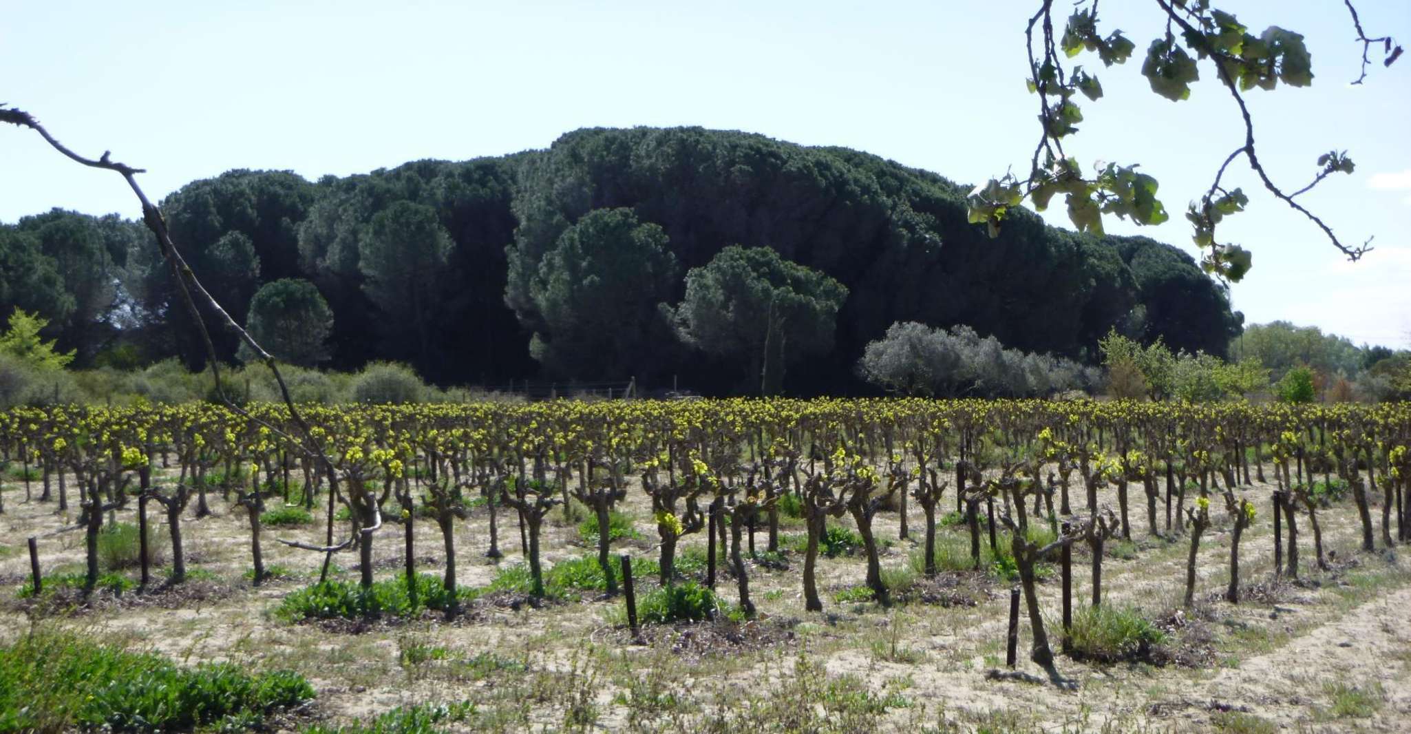 Le Grau du Roi, Half-Day Tour of Camargue - Housity