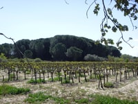 Le Grau du Roi, Half-Day Tour of Camargue - Housity