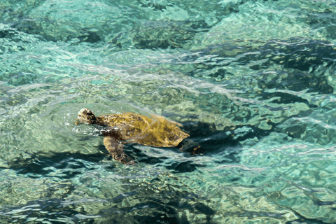 Isla de Komodo: 3D2N Tour Privado en Lancha Rápida, Tierra y Hotel