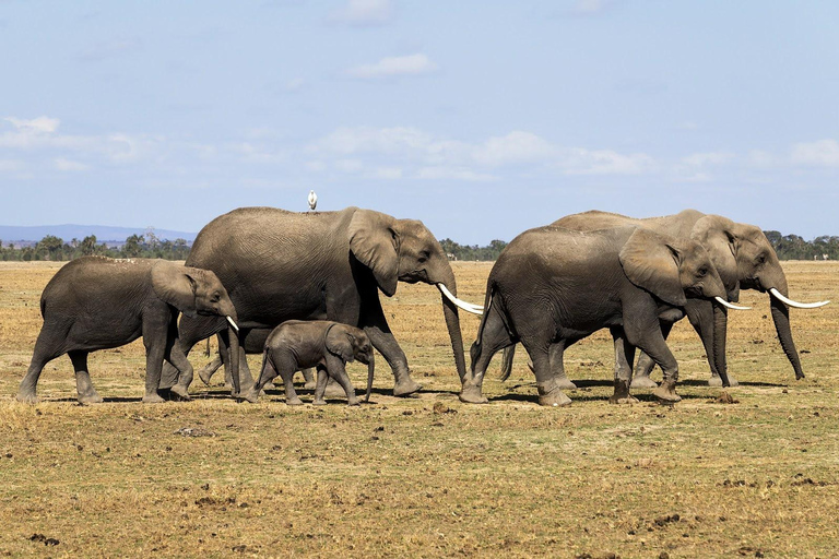 Nairobi: 5-Day Kenya Safari with Meals and Transfers
