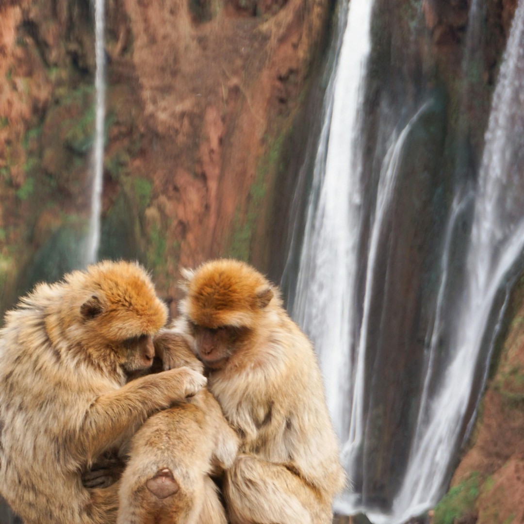 Marrakech : randonnée privée aux chutes d'Ouzoud et déjeuner local