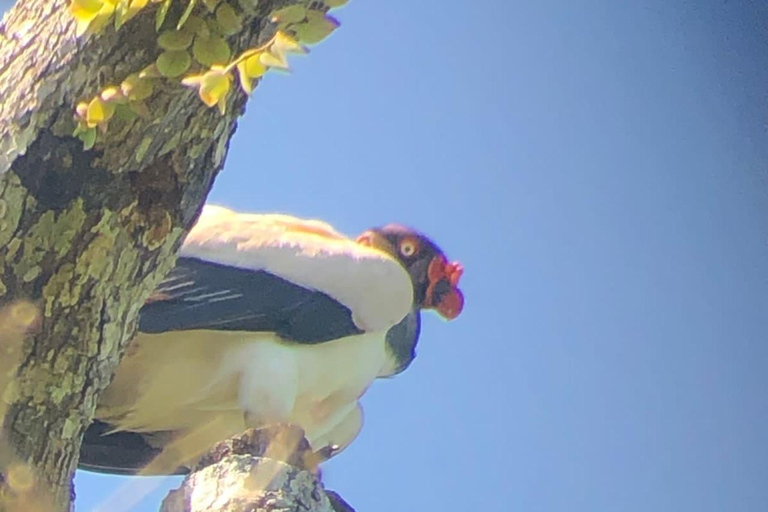 Visite du parc national de Carara (billet inclus)