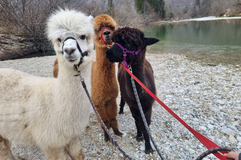 Vandring med alpackor - Domačija Loncnar - Bohinj