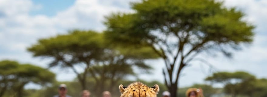 Depuis Johannesburg : Tour du Guépard
