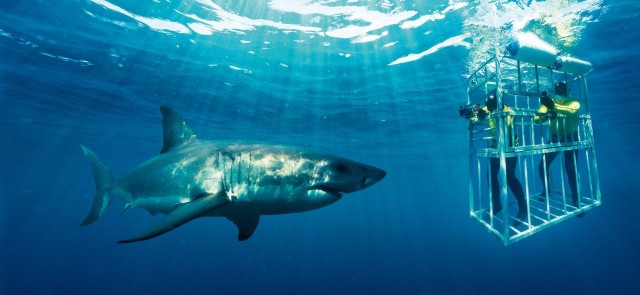 Visit Private Shark Cage Diving in Hermanus