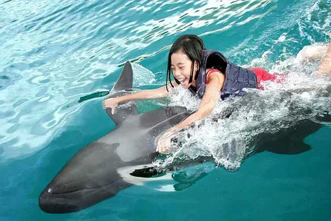 Side/Alanya: Swimming with Dolphins and Dolphin Show