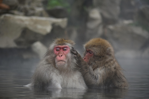 Från Tokyo: Nagano, Zenkoji Temple, Snow Monkeys Dagsutflykt.