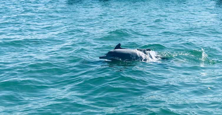 Dolphin Watching in Trincomalee | GetYourGuide