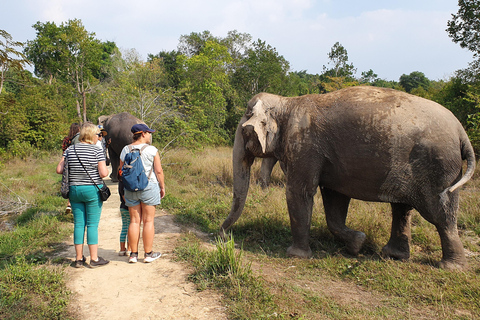 Kulen Elephant Forest and Tonle Sap Lake by Private tour