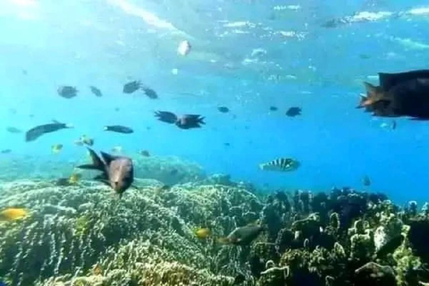 Excursion d&#039;une journée avec plongée en apnée Gili Layar/Gili Gede&amp;Gili Rengit