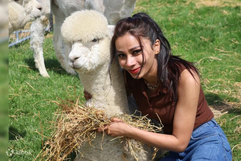 Alpaca World, Nami Island, and Rail Bike Tour