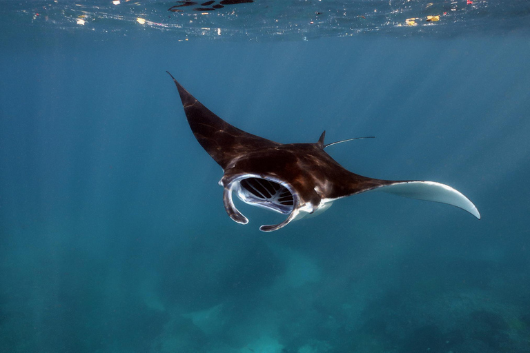 Vanuit Bali: Snorkelen bij Manta Point Nusa Penida &amp; Land TourSnorkelen en West Land Tour (Trefpunt - Sanur Haven)