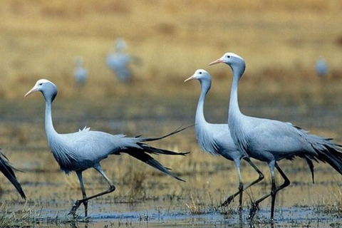 Durban: Tala Game Reserve, Phezulu Park en markttour