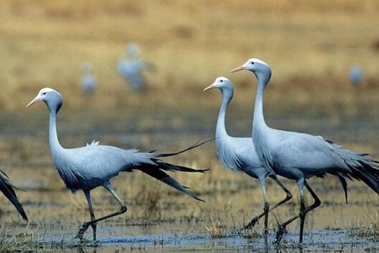 Durban: Tala Game Reserve, Phezulu Park en markttour