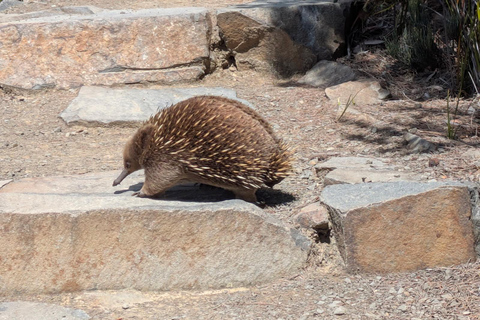 Hobart: Wineglass Bay & Cape Hauy: 2 Day Trips Iconic Hiking