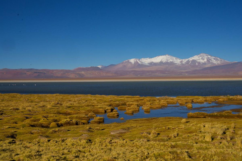 Desierto de Atacama: Refrescante Flotación en Laguna Cejar y Puesta de Sol