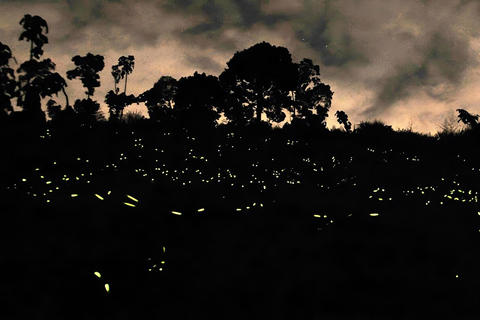 Semporna: Proboscis Monkey & Firefly Cruise with Dinner