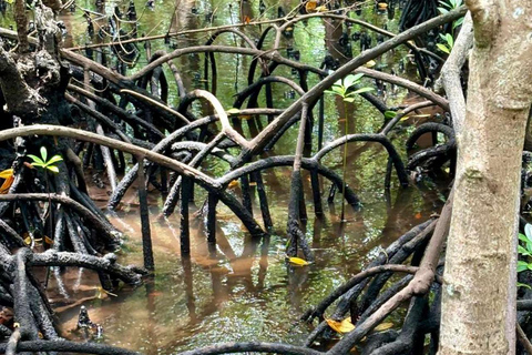 ZANZIBAR: Las Jozani, jaskinia Salaam, The Rock i Blue LagoonWYCIECZKA PRYWATNA BEZ ODBIORU Z HOTELU I TRANSPORTU POWROTNEGO