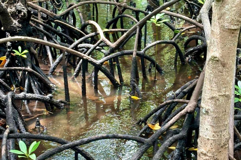 ZANZIBAR: Las Jozani, jaskinia Salaam, The Rock i Blue LagoonWYCIECZKA PRYWATNA BEZ ODBIORU Z HOTELU I TRANSPORTU POWROTNEGO