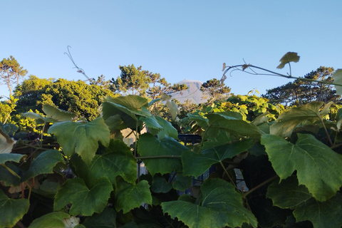 Pico Grand Tour: Volcanoes, UNESCO Vineyards & Local Culture
