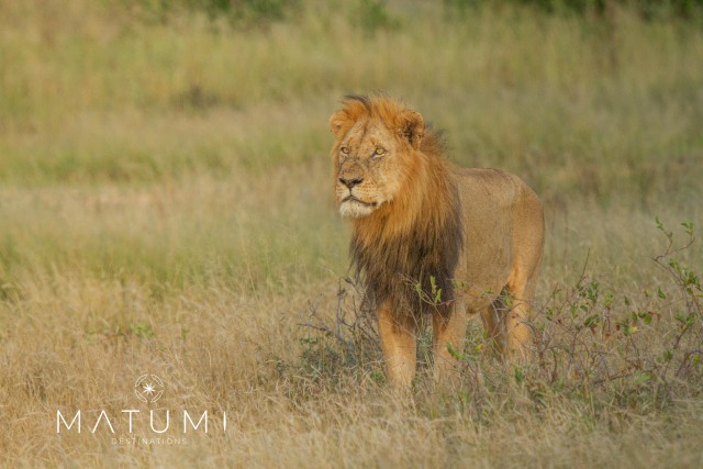 Visit Big 5 Safari Am or Pm in Kruger National Park
