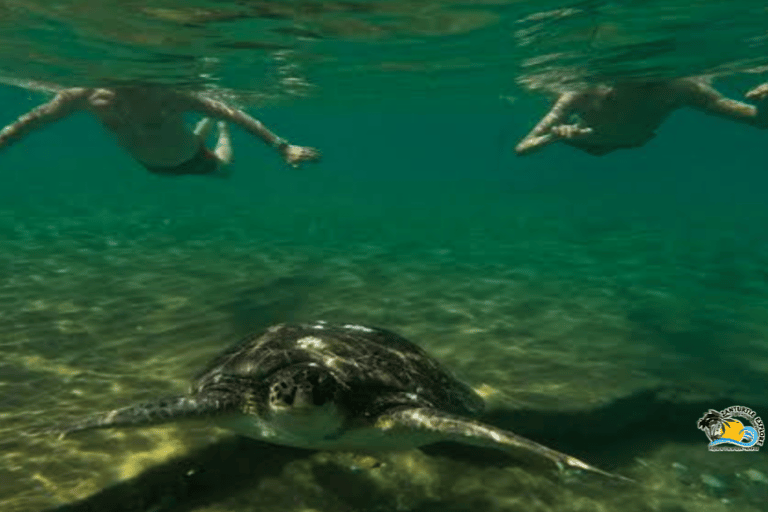 Zanzibar: Baraka Aquarium and Sea Turtle Swim with Transport Baraka Aquarium with Transfer