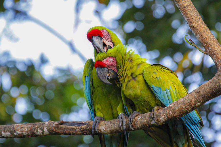 COSTA RICA:UPPTÄCK COSTARICAS VILDA DJUR-STRAND &amp; SKOG 2VECKOR