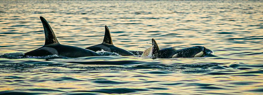Skjervøy : Observation des baleines avec bateau pneumatique et guide de la région