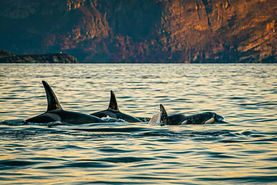 Skjervøy: Walbeobachtung mit RIB-Boot und ortskundigem Guide. Foto: GetYourGuide
