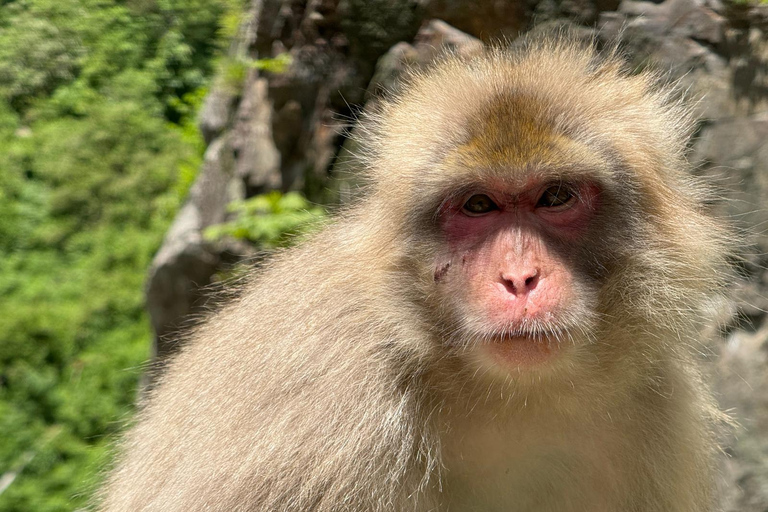 Nagano: Snow Monkey Park, Soba Lunch, and Shibu Onsen Tour Tour + Onsen Stamp Towel