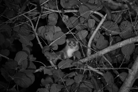 Sigiriya: Slender loris, Nocturnal Wildlife Tour