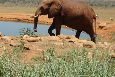 Mombasa: Safari di 6 giorni nello Tsavo Ovest, nello Tsavo Est e nell&#039;Amboseli