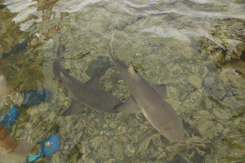 Ilha do Sal, Salinas, Buracona i Tubarão limãoWyspa Sal, Salinas, Buracona i Lemon Shark