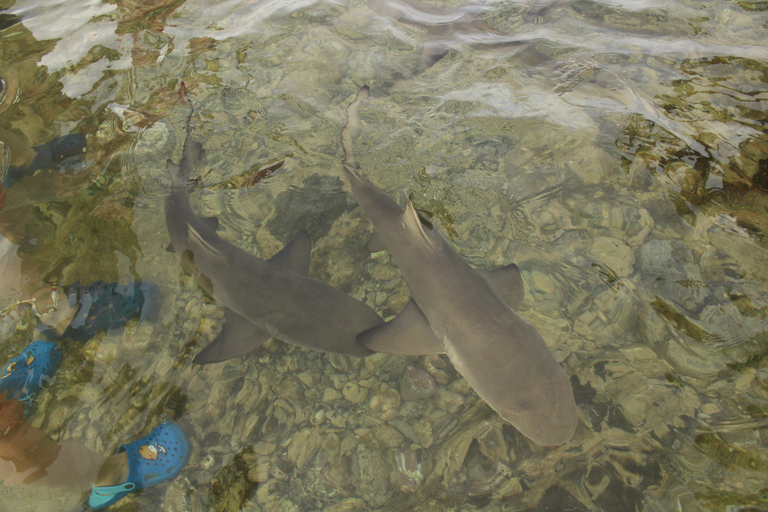 Ilha do Sal, Salinas, Buracona i Tubarão limãoWyspa Sal, Salinas, Buracona i Lemon Shark