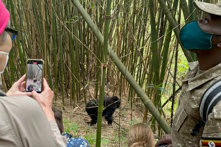 Passeio de 3 dias ao Gorila Mgahinga Gorilla NP Uganda via Ruanda