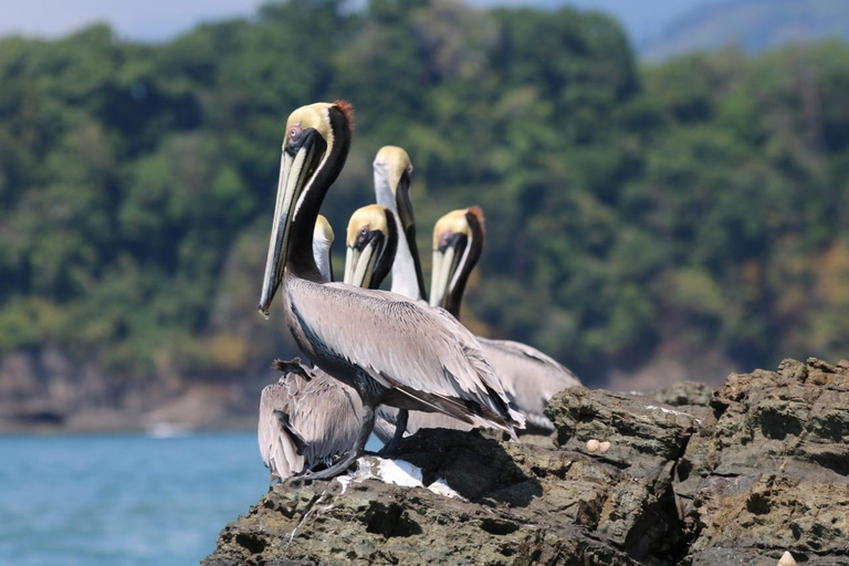 Uvita: Corcovado Rainforest & Wildlife Adventure