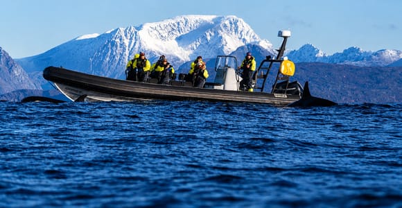 Tromsø: Skjervøy RIB Whale Watching Tour