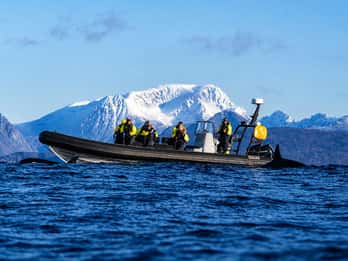 Skjervøy RIB Whale Safari (full day)