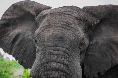 Uganda Art, with Wildlife in Murchison Falls National Park